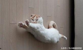 东北猫咪爆料事件视频,揭秘网络事件背后的真相